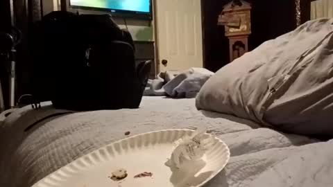 7lairddip online show from 03-29-26, 06:24