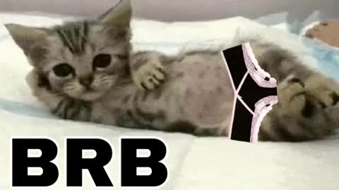 miko3 online show from 02-03-26, 10:37