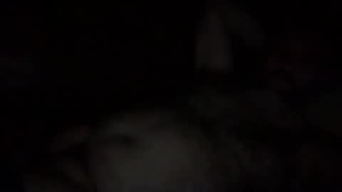 alfali online show from 12-03-25, 10:08