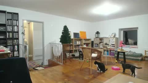 Alice online show from 12-06-24, 05:53