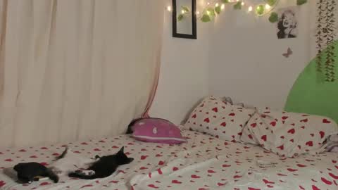           online show from 12-29-24, 01:56