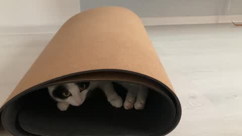 N  antics online show from 10-12-25, 08:57