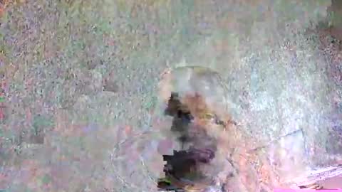 ansem1143 online show from 04-05-26, 02:14