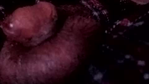 bcfalcon69 online show from 04-12-26, 03:55