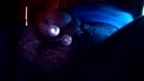 Snapshot of bcfalcon69 chatting on 08-02-26, 03:38 bcfalcon69 online show from 08-02-26, 03:38