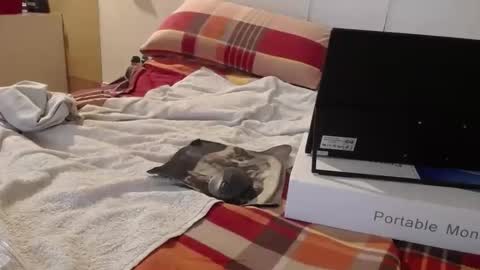 berlinerbaer1963 online show from 04-19-26, 06:43