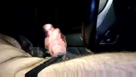 bigpapa2492 online show from 01-25-25, 10:07