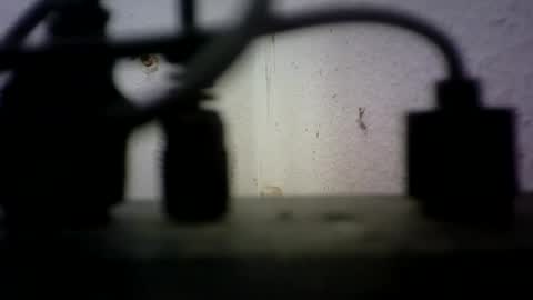Snapshot of bisex244 chatting on 06-21-26, 09:23 Bisex244 online show from 06-21-26, 09:23