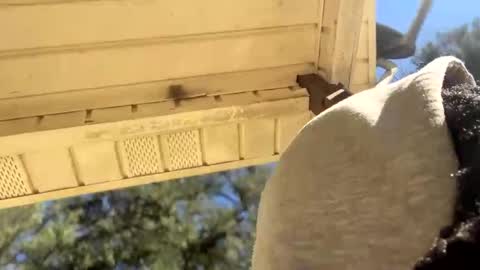 Black Clover online show from 01-04-25, 05:05