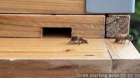 Booker Baxton online show from 12-14-25, 04:07