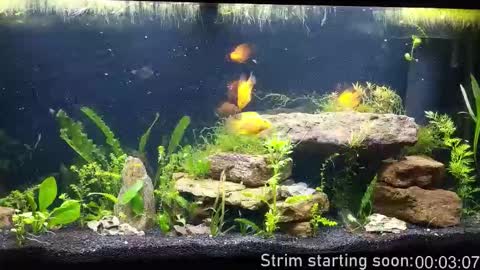 Booker Baxton online show from 12-19-25, 04:08