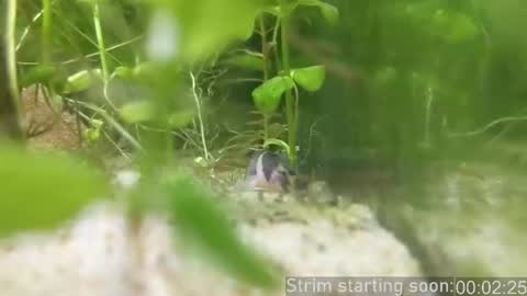 Booker Baxton online show from 02-14-26, 04:09