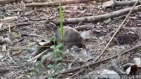 Booker Baxton online show from 04-09-26, 03:06