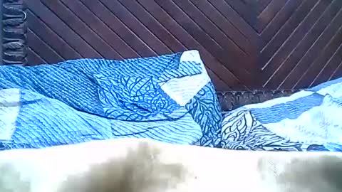 Snapshot of brilliant7 chatting on 12-28-24, 09:40 Josh online show from 12-28-24, 09:40