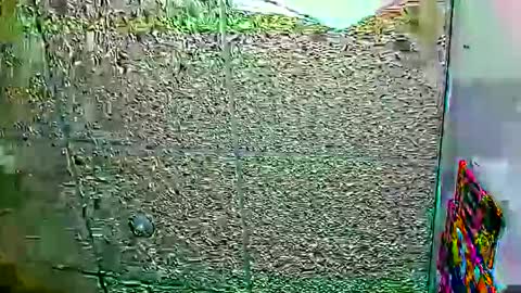 Dayan Camila online show from 01-12-26, 06:07