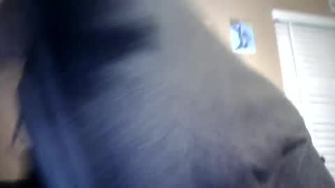 Snapshot of carsonlueders8775 chatting on 01-13-25, 01:56 carsonlueders8775 online show from 01-13-25, 01:56