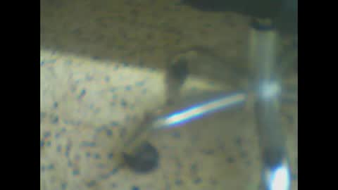 Snapshot of castells chatting on 03-24-26, 05:18 castells online show from 03-24-26, 05:18