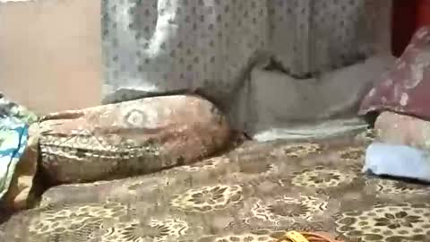 Snapshot of chadipluskhangarh chatting on 01-12-26, 03:17 Stormydick online show from 01-12-26, 03:17