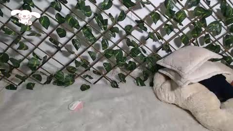 charly_evans60 online show from 02-21-25, 12:27