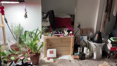 Snapshot of chiloschista chatting on 02-03-25, 11:36 judith online show from 02-03-25, 11:36