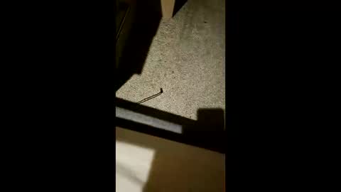 chrisgogo121 online show from 11-17-25, 10:26