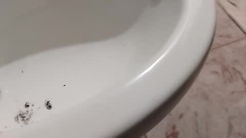 ciccilli online show from 11-01-25, 10:23