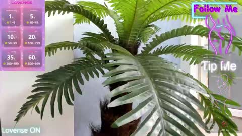 tattoodoll online show from 11-10-25, 05:28