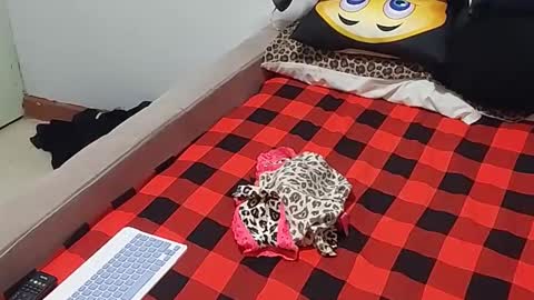 creamyhub online show from 12-01-25, 07:02