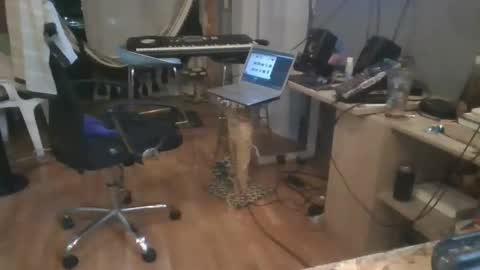 cristalcristo online show from 05-11-26, 05:02