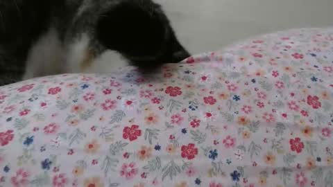 cristiyna36 online show from 03-25-26, 12:11