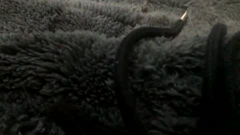 Steve online show from 01-23-25, 11:15