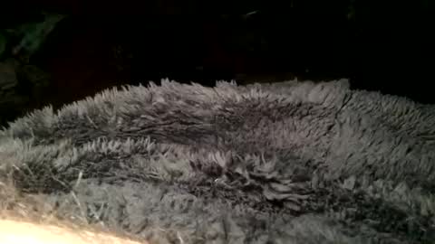 Steve online show from 03-11-25, 07:36