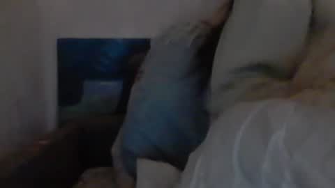 cutekattie online show from 12-18-24, 09:36