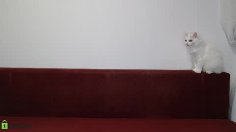 Daniel online show from 11-17-25, 06:24