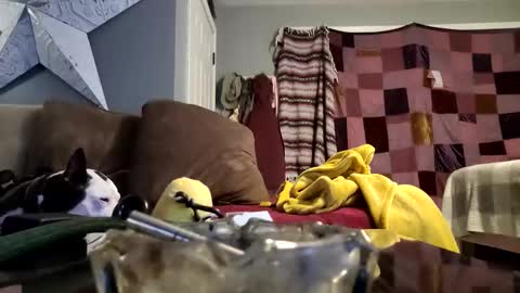 daryltasha8191 online show from 01-20-25, 06:10