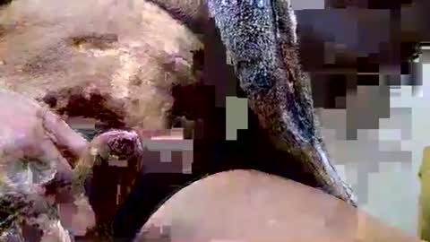 Snapshot of deepdiver3366 chatting on 12-15-25, 06:45 Dive Deep online show from 12-15-25, 06:45