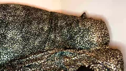 dove_love22 online show from 11-10-25, 04:33