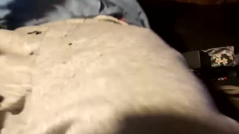 edmore1215 online show from 12-18-24, 12:51