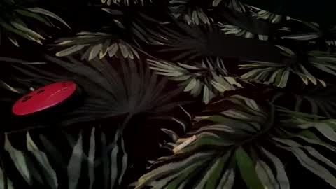 Eva online show from 09-14-25, 06:45