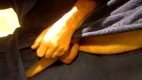 fastoys aka ...what ever.. online show from 03-19-26, 02:32