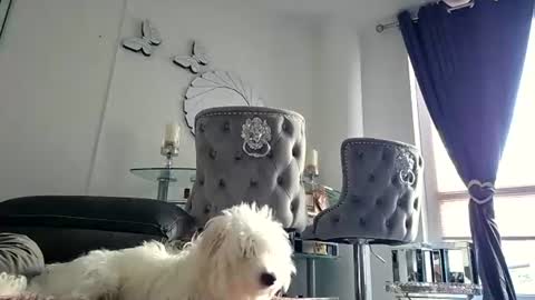 Snapshot of franciscomalin chatting on 07-29-26, 06:55 franciscomalin online show from 07-29-26, 06:55