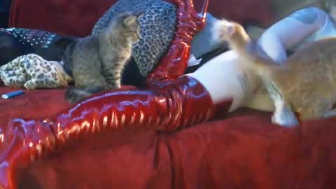 freakyspun101 online show from 01-13-25, 09:52