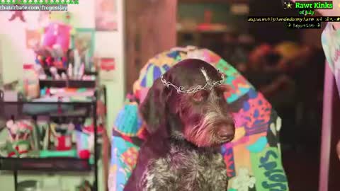   Jaywise Frogfoot  online show from 07-11-26, 11:17
