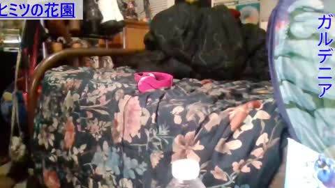 Gardenia online show from 12-16-24, 08:20