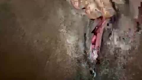 glazehoney online show from 10-28-25, 03:25