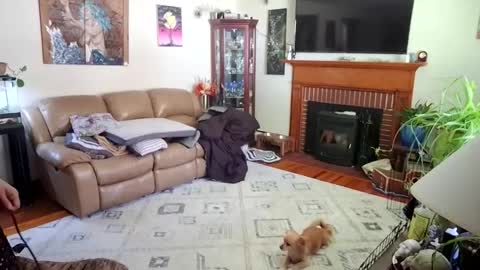 Snapshot of goodgirlcelestecat chatting on 10-03-25, 03:31 goodgirlcelestecat online show from 10-03-25, 03:31