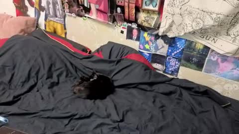 Snapshot of goth_pumpkin chatting on 11-07-25, 08:42 Amy online show from 11-07-25, 08:42