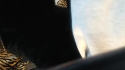 Snapshot of helvella chatting on 04-13-26, 11:05 Helvell online show from 04-13-26, 11:05