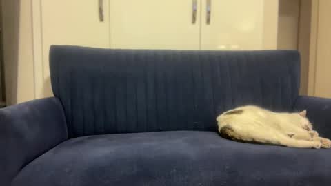 hoplonger online show from 03-06-26, 02:13