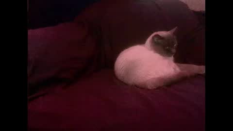 hopps28 online show from 03-01-25, 10:13